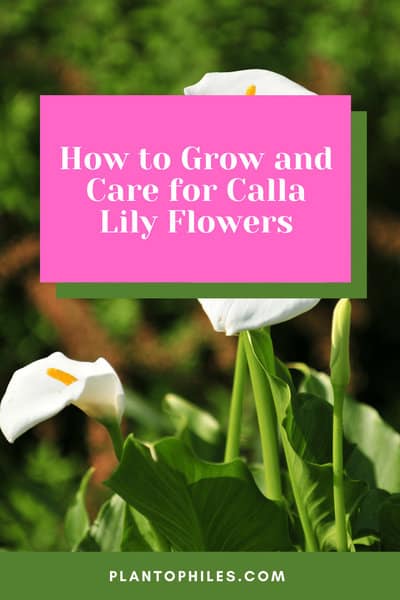 How to Grow and Care for Calla Lily Flowers
