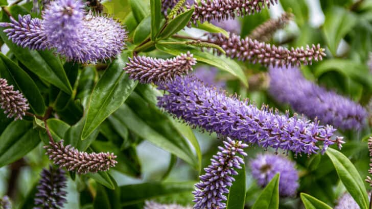 How to Grow and Care for Dwarf Butterfly Bush