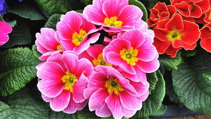 How to Grow and Take Care of Primroses — Top Tips