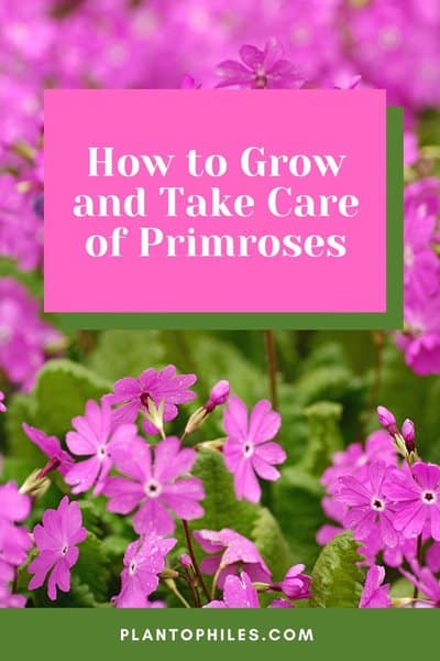 How to Grow and Take Care of Primroses