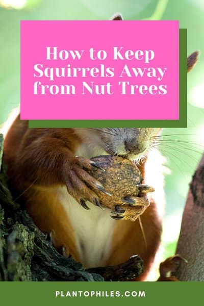 How to Keep Squirrels Away from Nut Trees
