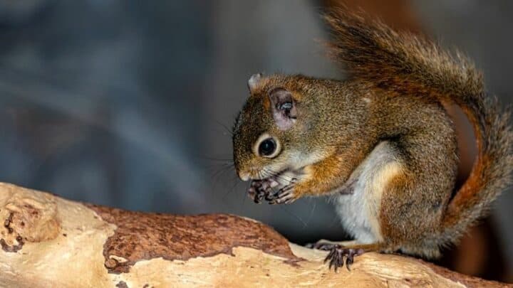 10 Best Tips On How to Keep Squirrels Away from Nut Trees
