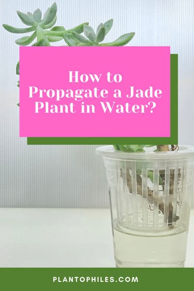 How to Propagate a Jade Plant in Water?