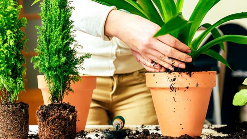 如果过度施肥对土壤造成了严重的破坏，最好将植物转移到花盆或花园的其他地方