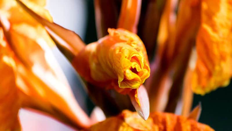 If you don't provide your canna lilies with the heat they require, they'll grow much slower