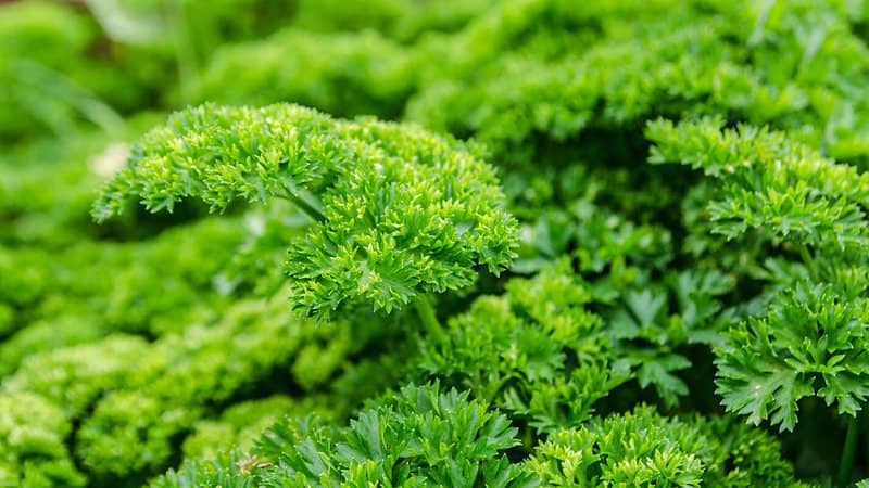If you don't prune parsley, its larger stems will block out the sunlight, preventing the new stems from receiving more of the light