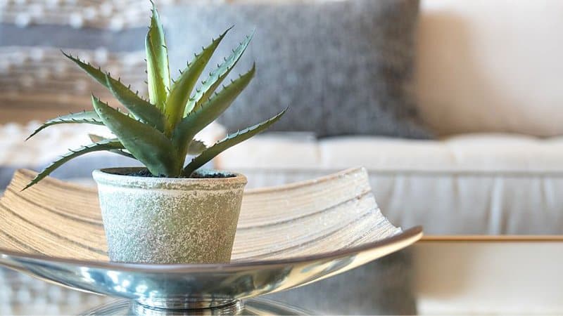 If you place a large aloe vera in a smaller pot, it will get thirsty quickly