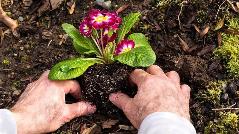 It is best for the primroses to be planted in soil that's well-draining, loose, non-water retaining, and high in nutrient content