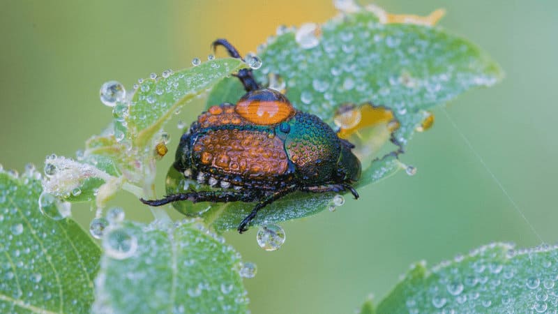 Japanese beetle are neck-in-neck for second place garden culprit in the New England region