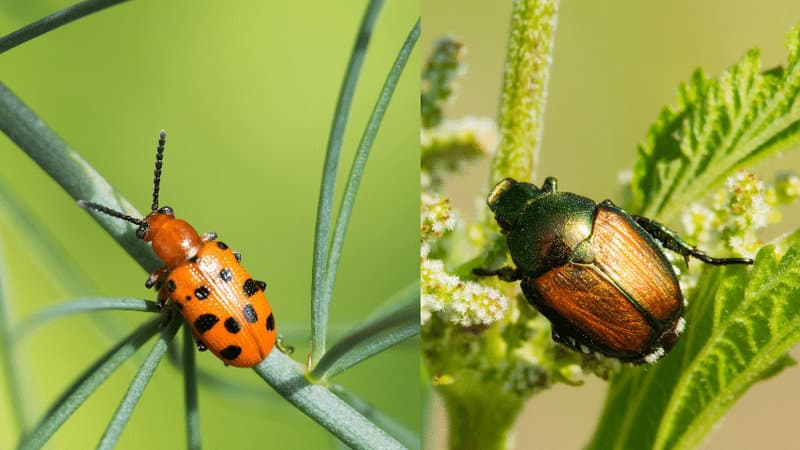 日本甲虫或芦笋甲虫这两种类型的甲虫在攻击你的植物非常活跃