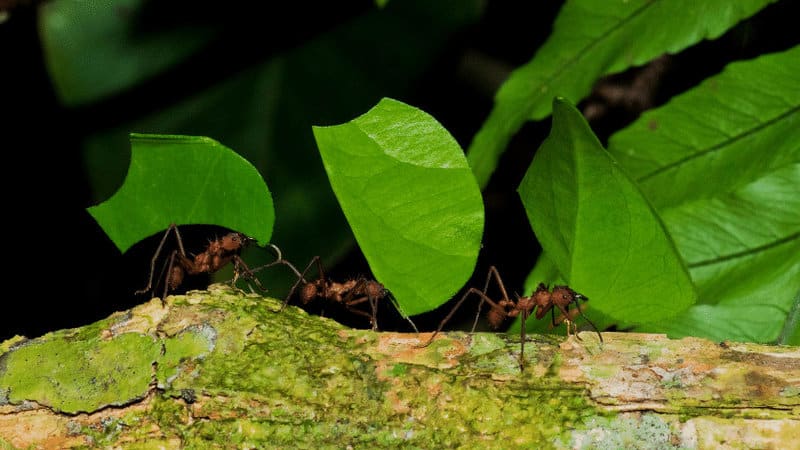 Leaf cutter ants will bite off chunks of leaves and carry the pieces back to their nest to feed the leaves to a fungus