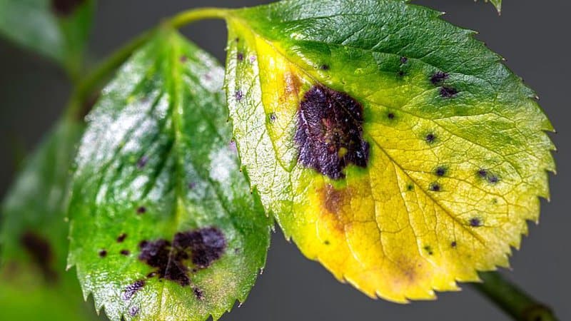 Leaf spot disease, caused by parasitic algae, can lead to discoloration on your Ficus Shivereana's leaves like what happened to this plant