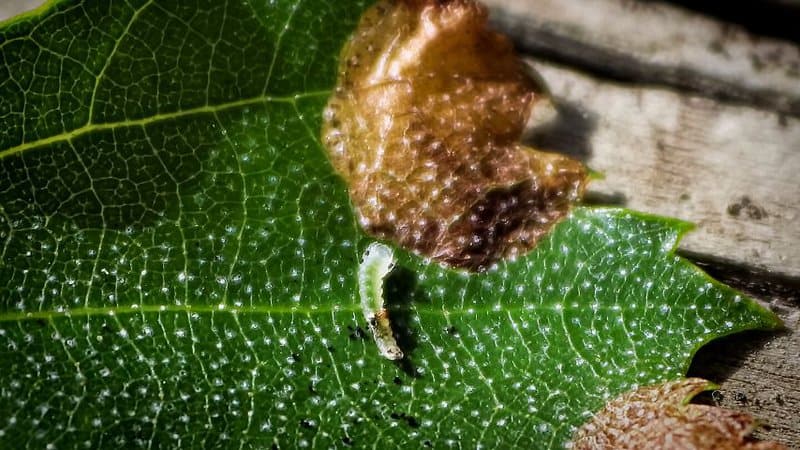 Leafminers love to stay under your Moonflower plant's leaves, leaving irregular lines as they go