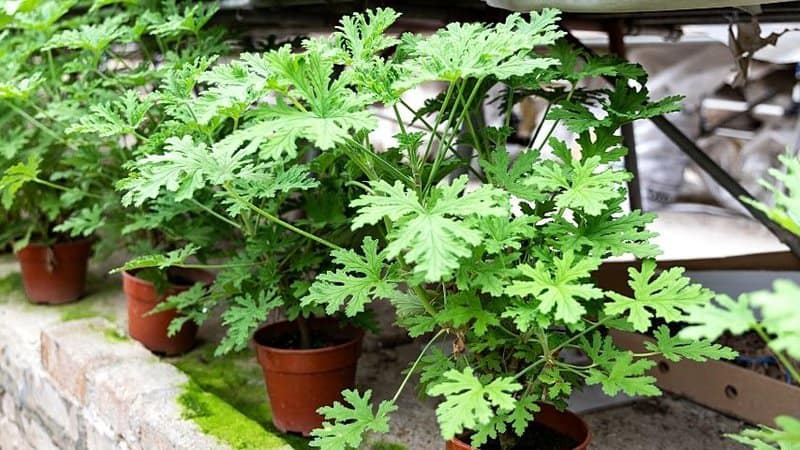 Make sure that the pots you plant your citronella plant into has enough drainage holes to prevent it from yellowing