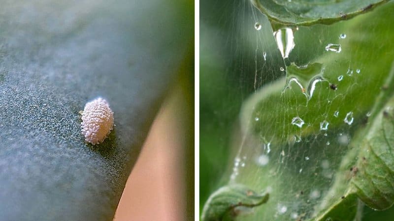Mealybugs and spider mites are the 2 most common plant pests that attack your Mermaid Tail succulent