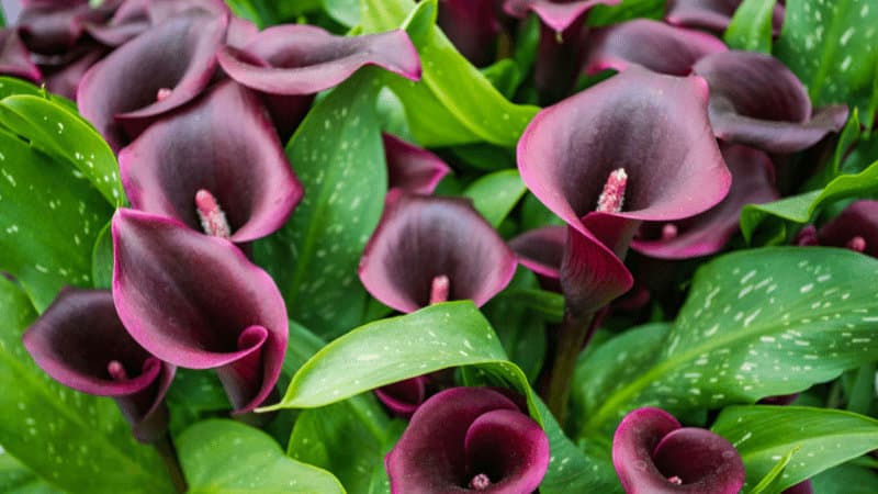 Night Life have dark purple flowers, perfect for displaying a darker shade