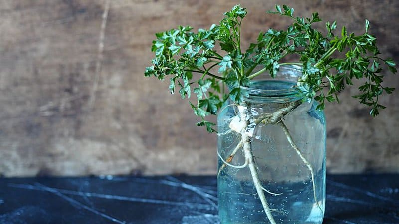 Once your parsley cuttings grow roots, you can transfer them to the soil
