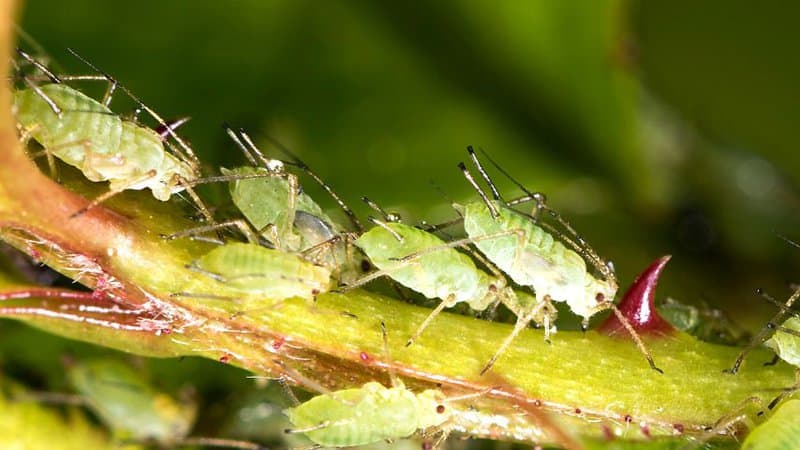 One common pest that loves to suck out the sap of your Moonflower plants are aphids