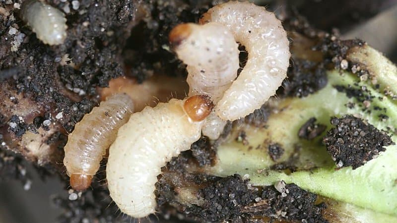 One of the most common problems in caring and growing for primroses are vine weevils