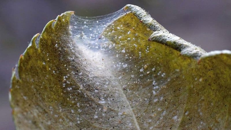 One of the most common signs of a spider mite infestation on your White Princess Philodendron, is cobweb formation
