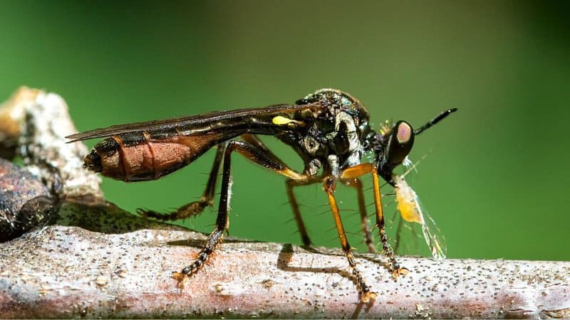 One way to eliminate aphids from your cedar trees is to release predatory wasps