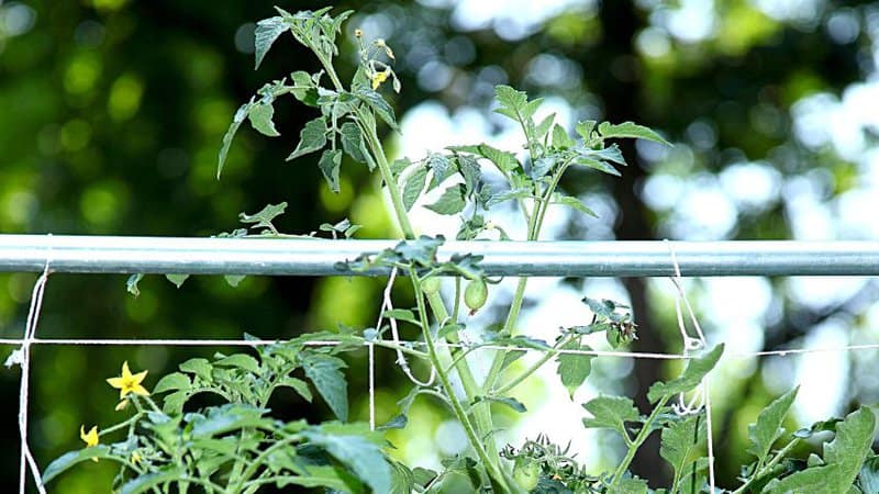防止你的番茄茎受到伤害的一种方法是使用棚架来支撑它