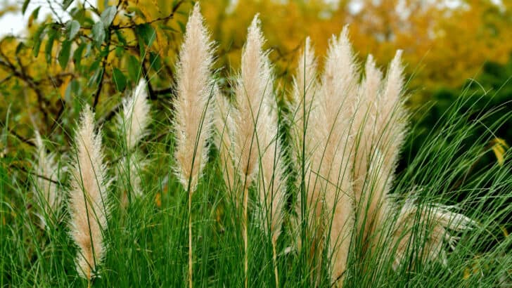 How To Grow and Care for Pampas Grass – #1 Best Guide