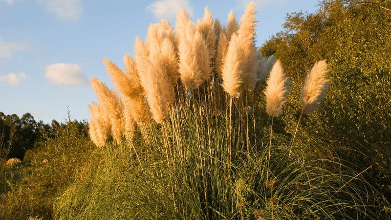 Pampas Grass can ideally grow in full sun