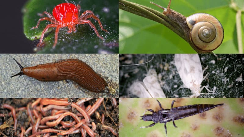 Pests including mites, snails, worms, thrips, slugs, and white flies commonly attack the plant