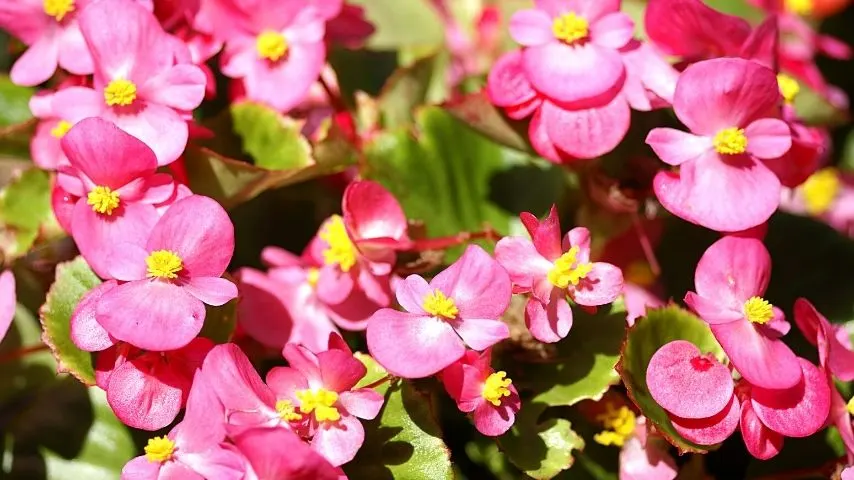 Pink Begonia, aside from its pink flowers, also has beautiful foliage that can be bronze, green, and even pink that can be great hanging plants in your home