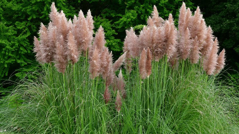 Pink Feather flowers of Pampa grass are rosy pink color