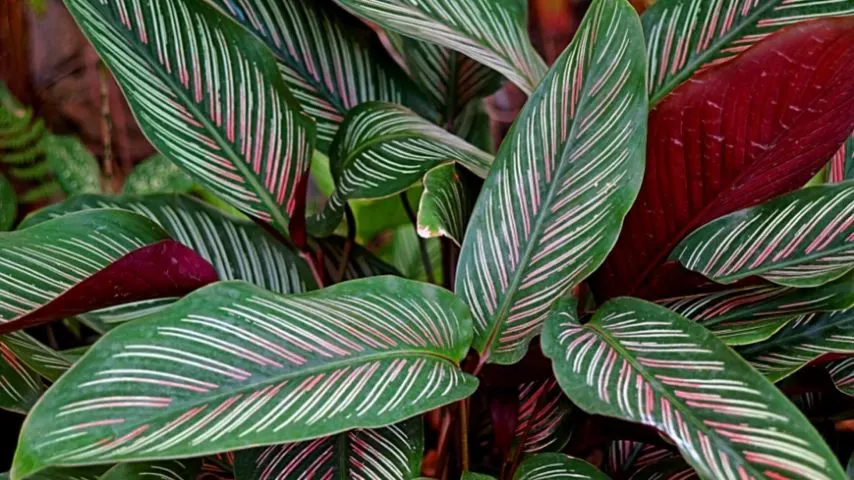 Pink Prayer Plant is another beautiful pink flora that you can grow as a hanging plant in your home