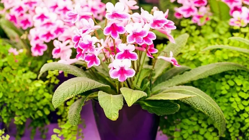 Pink Streptocarpus is a native of Africa and Madagascar that you can grow in your home as a hanging plant