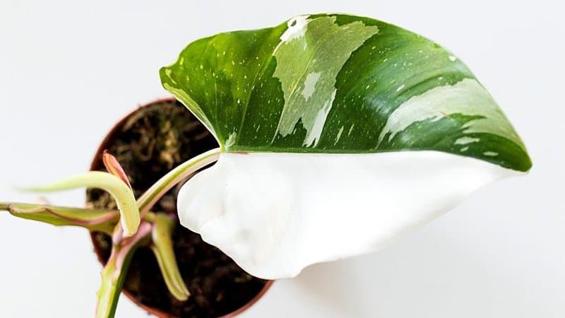 Place your White Princess Philodendron in an area receiving bright but filtered sunlight while adding water to make it grow well