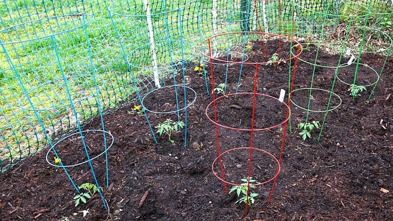 把番茄放在番茄笼子里可以保护它们的茎免受188金宝慱亚洲体育蚯蚓的侵害