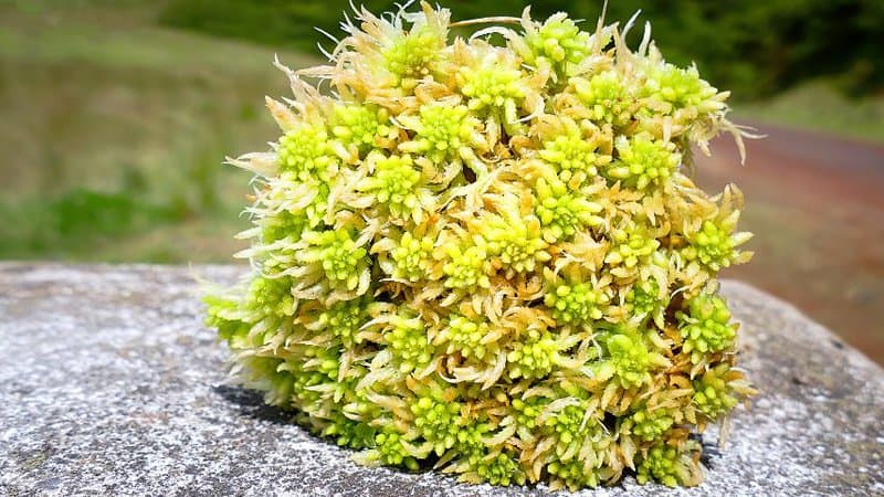 Plant your Ficus Shivereana with Sphagnum Moss to provide moisture to its soil and oxygenation to its roots