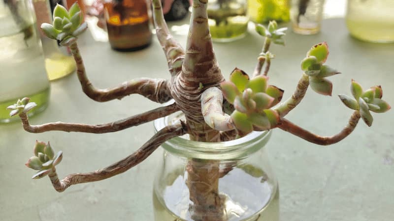 Propagation of the jade plant in water