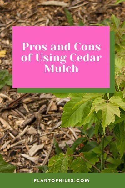 Pros and Cons of Using Cedar Mulch