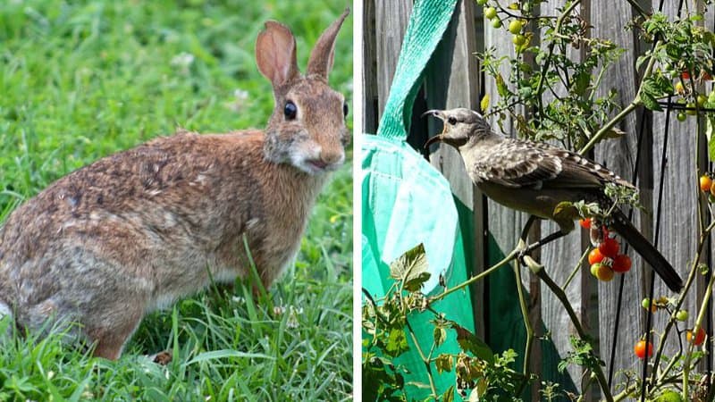 兔子和鸟有时也会吃番茄的茎