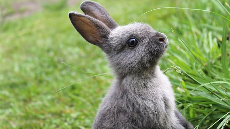 兔子是爱吃西兰花叶的动物之一