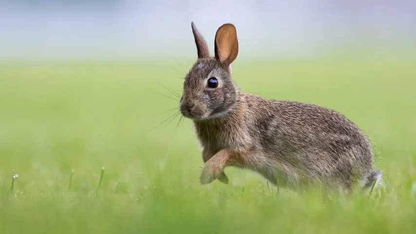 兔子通常吃辣椒上的年轻芽和茎植物晚上很少水果本身