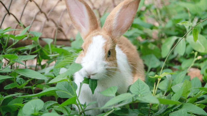 兔子通常吃整个叶子而不是咬的植物