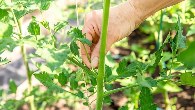 把番茄植株主茎上的叶子剪掉，以改善植株周围的空气流通188金宝慱亚洲体育
