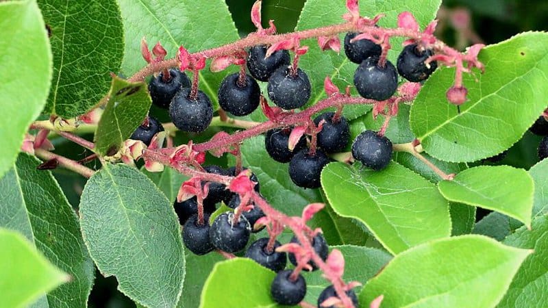 Salal berries are known to produce dark blue-colored berries late in summer