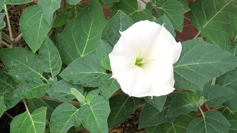 Since moonflower plants grow tall and long, it's not ideal to grow them in pots