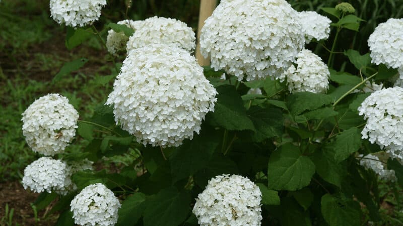Smooth Hydrangea produce pink and white flowers