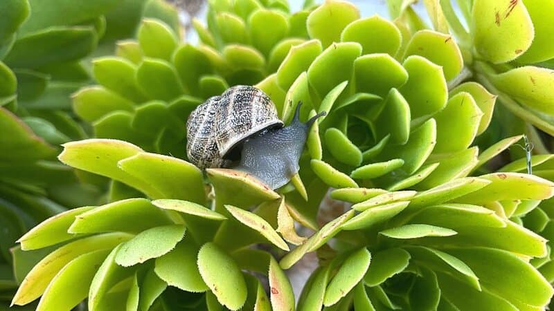 蜗牛和蛞蝓会吃掉多肉植物的肉质部分，对其造成不可逆转的损害