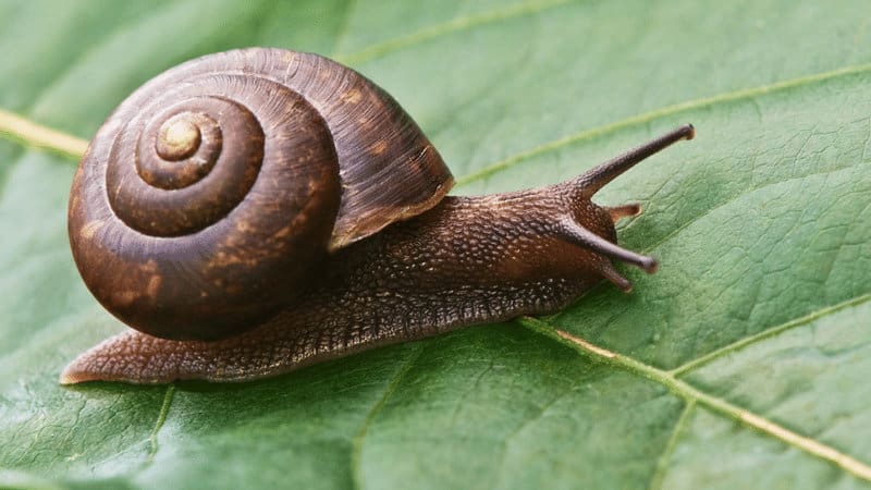 蜗牛通常吃树叶的小植物,他们会在几乎所有的植物在你的花园188金宝慱亚洲体育