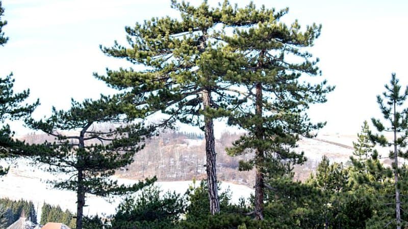 Some of Lebanon Cedar trees can live up to a thousand years