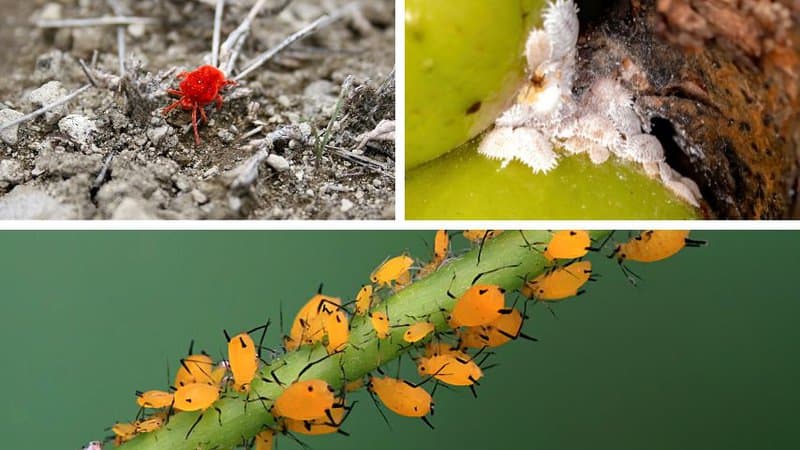 Spider mites, mealybugs, and aphids are among the most common pests that afflict your Anthurium Papillilaminum